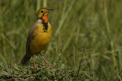 Macronyx capensis colletti