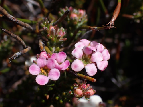 Alpine Porcelainflower (Acmadenia teretifolia)