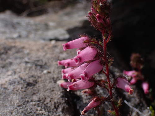 Painted Heath (Erica irrorata)