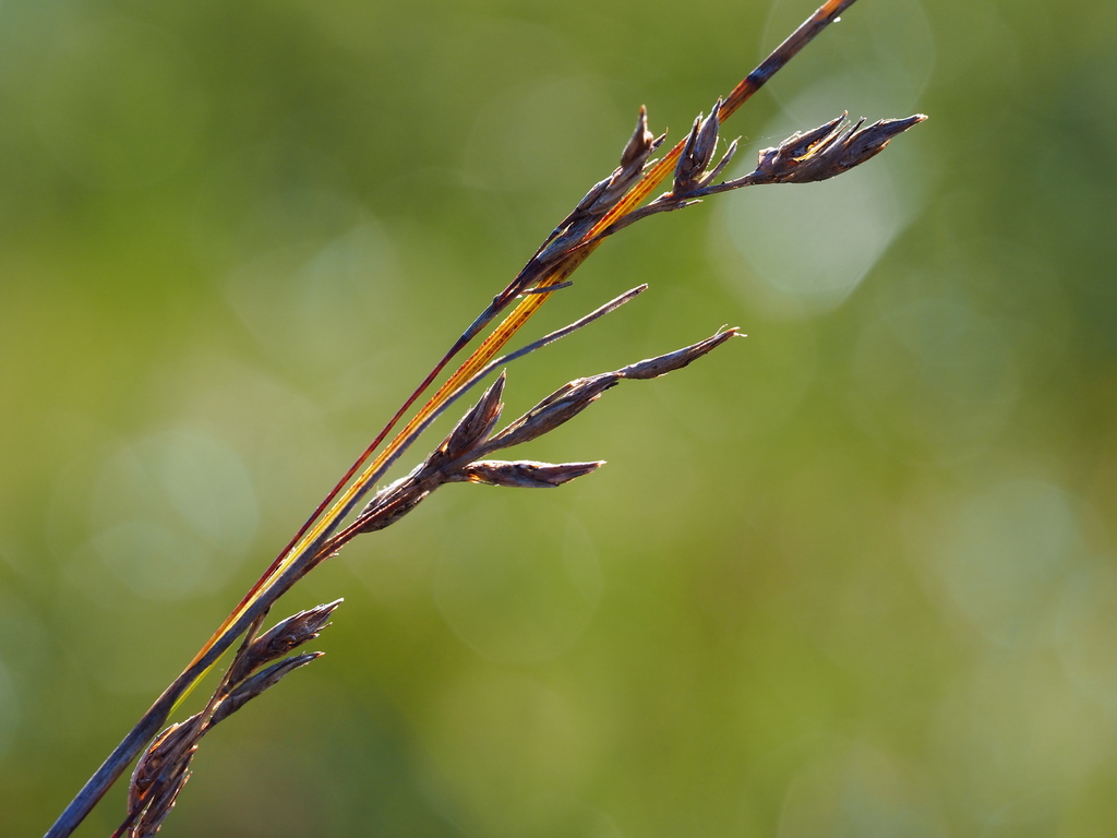 Schoenus falcatus; photograph author not stated, no rights reserved