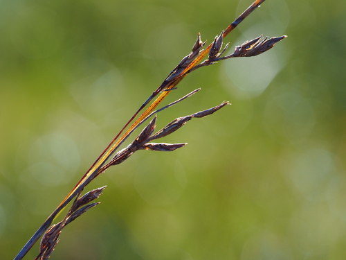 Schoenus falcatus