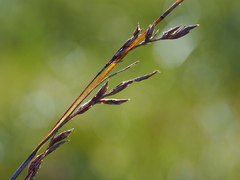 Schoenus falcatus
