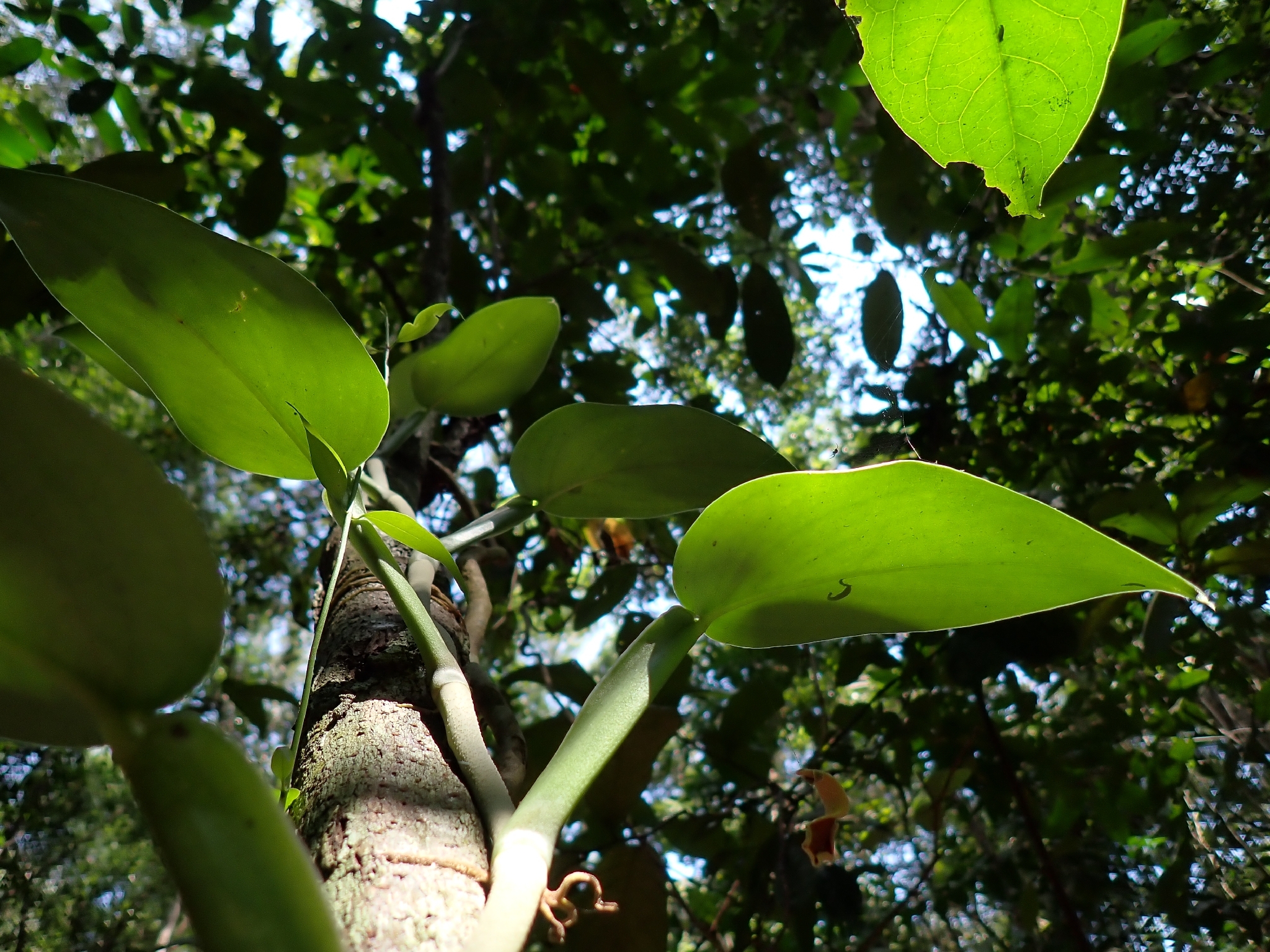 Scindapsus hederaceus (Scindapsus hederaceus)