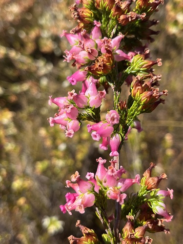 Tooth Heath (Erica denticulata)