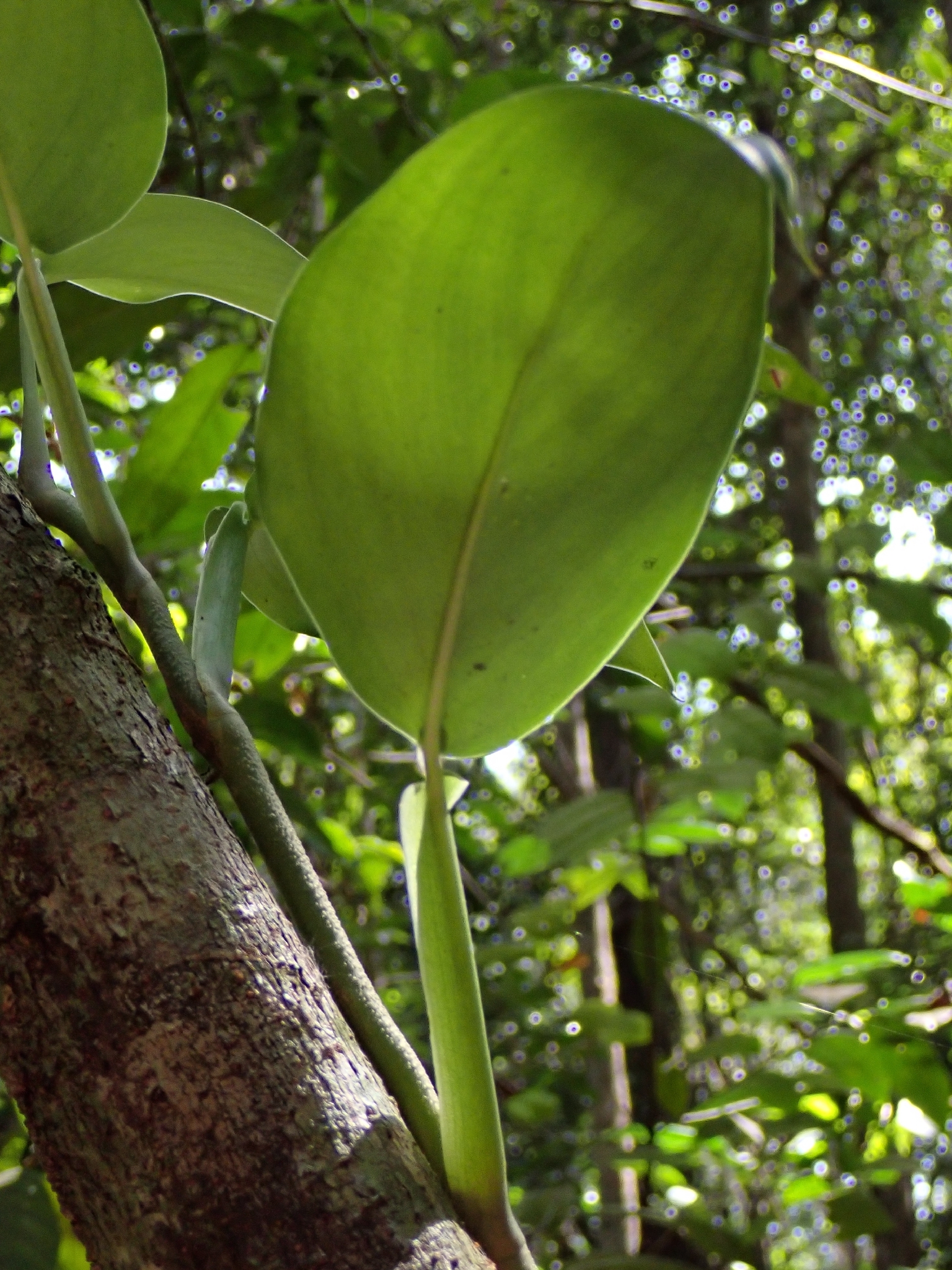 Scindapsus hederaceus — ảnh 2