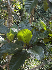 Artocarpus elasticus, photograph (c) Jenny Saito, some rights reserved (CC BY)
