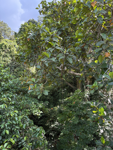 Artocarpus elasticus, photograph 3