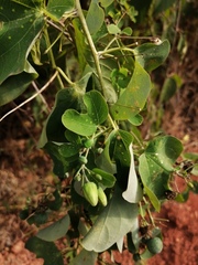 Passiflora mexicana