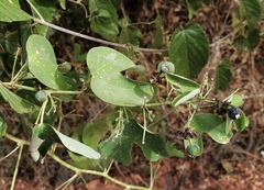 Passiflora mexicana