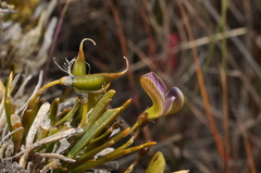 Carmichaelia corrugata