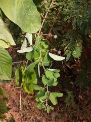 Passiflora mexicana