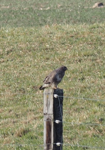 Mäusebussard