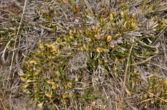 Carmichaelia corrugata