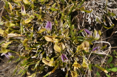 Carmichaelia corrugata