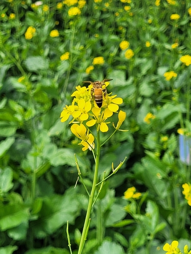 Giant Honey Bee