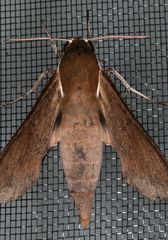 Theretra indistincta