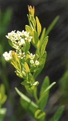 Comandra umbellata