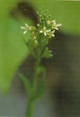 Arabis hirsuta