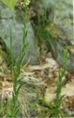 Arabis hirsuta