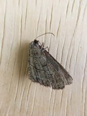 Stenoporpia pulmonaria