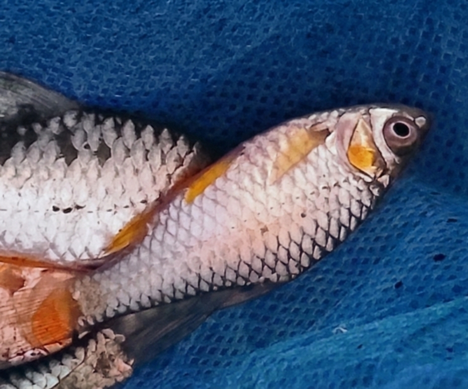 Chola barb (Puntius chola) — Cyprinidae