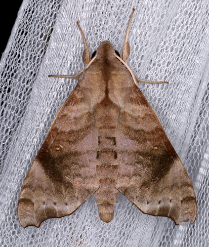 Acosmeryx miskini (Murray, 1873)