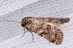 Spodoptera umbraculata