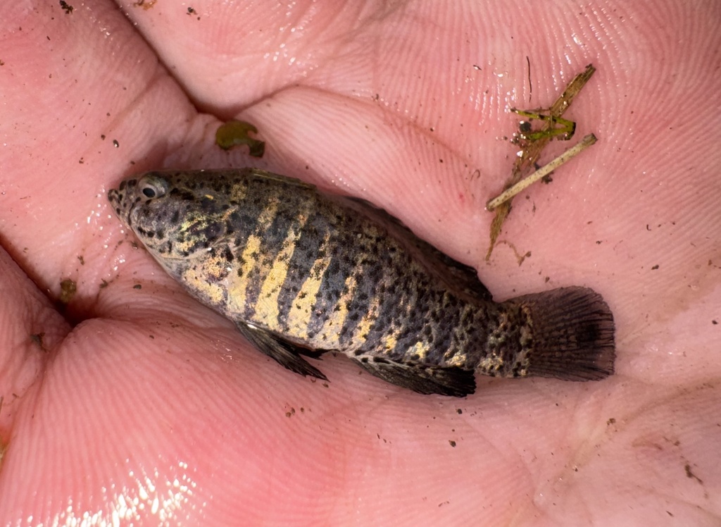 Banded pygmy sunfish (Elassoma zonatum) — Elassomatidae