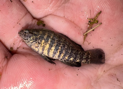 Banded pygmy sunfish (Elassoma zonatum) — Elassomatidae