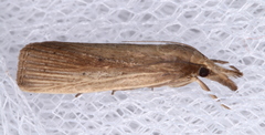 Calamotropha leptogrammellus