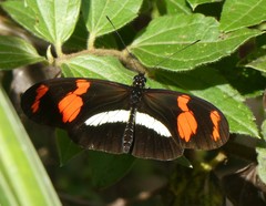 Heliconius telesiphe