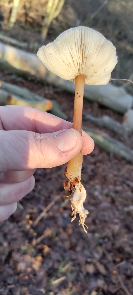 Rhodocollybia asema · December 2025 · photo: © ksaro1 (iNaturalist, cc-by)