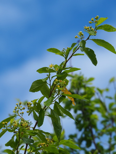 Grewia rhombifolia, photograph 6