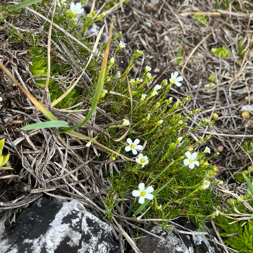 Cherleria langii, photograph 3