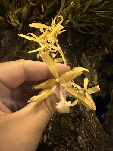 Miltonia flavescens, photograph 2