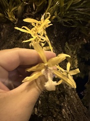 (c) Leonel Roget, some rights reserved (CC BY) Miltonia flavescens, photograph (c) Leonel Roget, some rights reserved (CC BY)