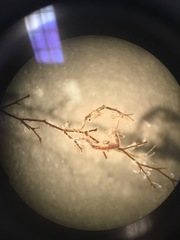 Caprella laeviuscula