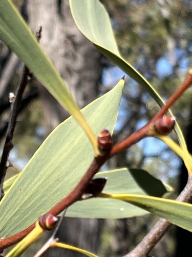 Ramshorn Hakea (Hakea cyclocarpa)