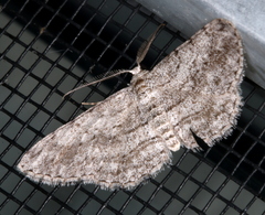 Zermizinga sinuata