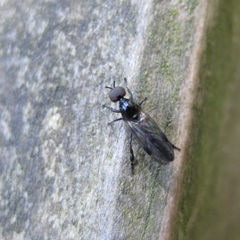 Dilophus segnis
