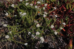 Metalasia pulchella