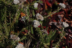 Metalasia pulchella