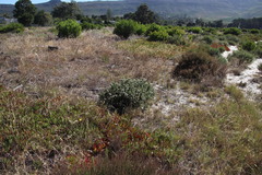 Metalasia pulchella