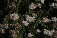 Metalasia pulchella