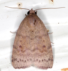 Austrocarea iocephala