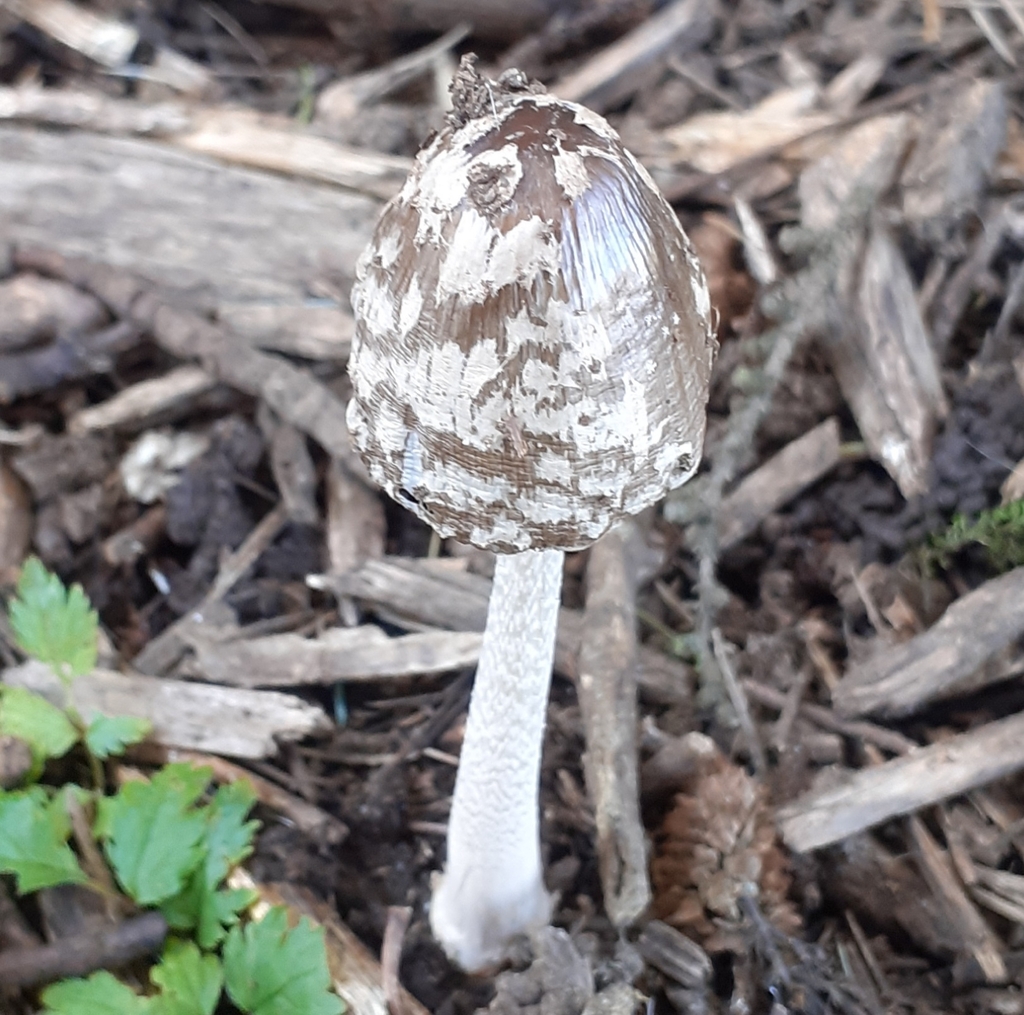 Coprinopsis picacea · December 2025 · photo: © bogsuckers (iNaturalist, cc-by)