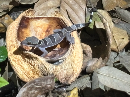 Banded Leaf-toed Gecko, Hemidactylus fasciatus