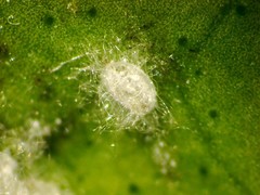 Aleurothrixus floccosus