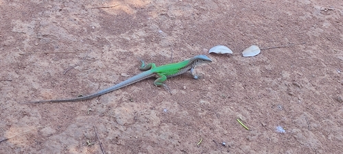 Giant Ameiva