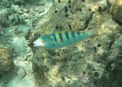 Sixbar Wrasse — seen at this dive site